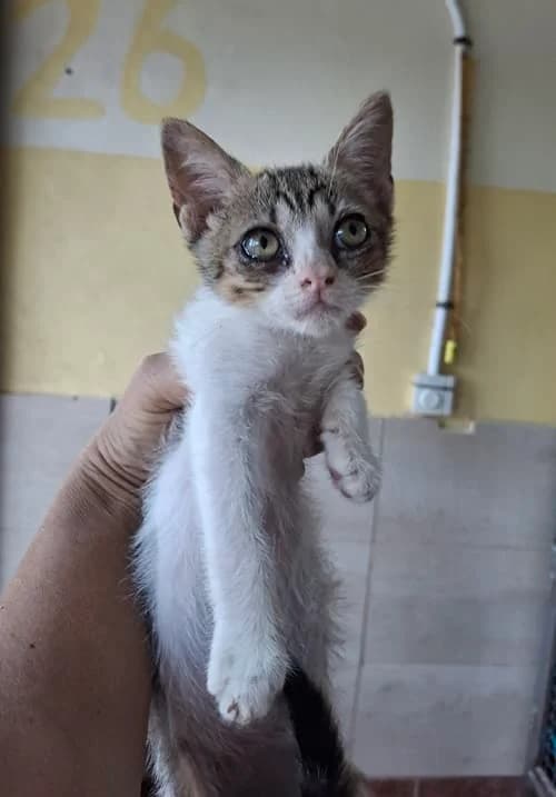 Tequila, Mixed Breed for adoption at S.P.A.M.A. Safor