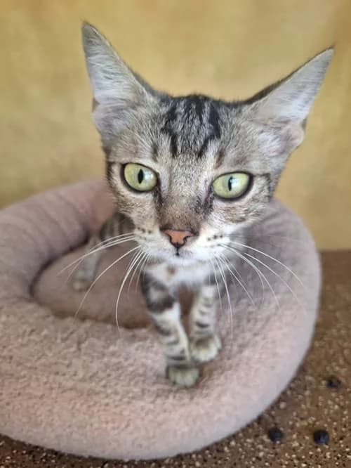 Mayo, Mixed Breed for adoption at S.P.A.M.A. Safor