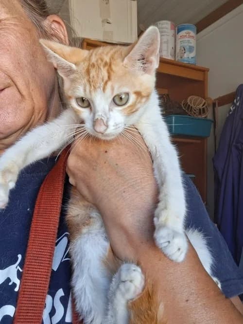 Angel, Mixed Breed for adoption at S.P.A.M.A. Safor