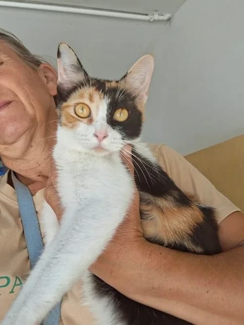 Sabine, Mixed Breed for adoption at S.P.A.M.A. Safor