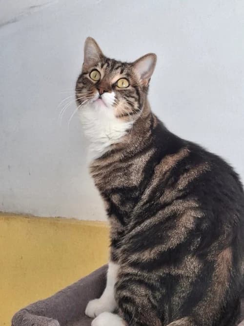 Ricky, Mixed Breed for adoption at S.P.A.M.A. Safor