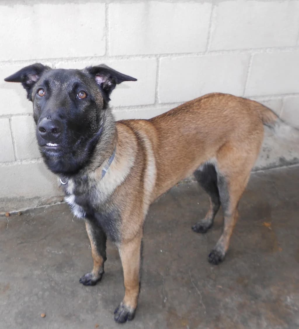 Argos, male young Belgian Malinois for adoption at SPAP Madrid, Madrid