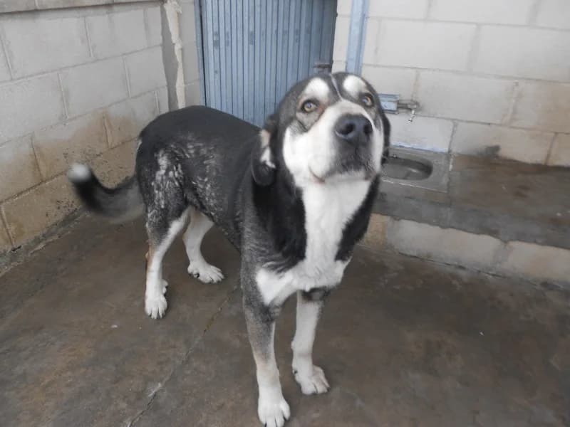 Baldur, male 3yo Mixed Breed for adoption at SPAP Madrid, Madrid