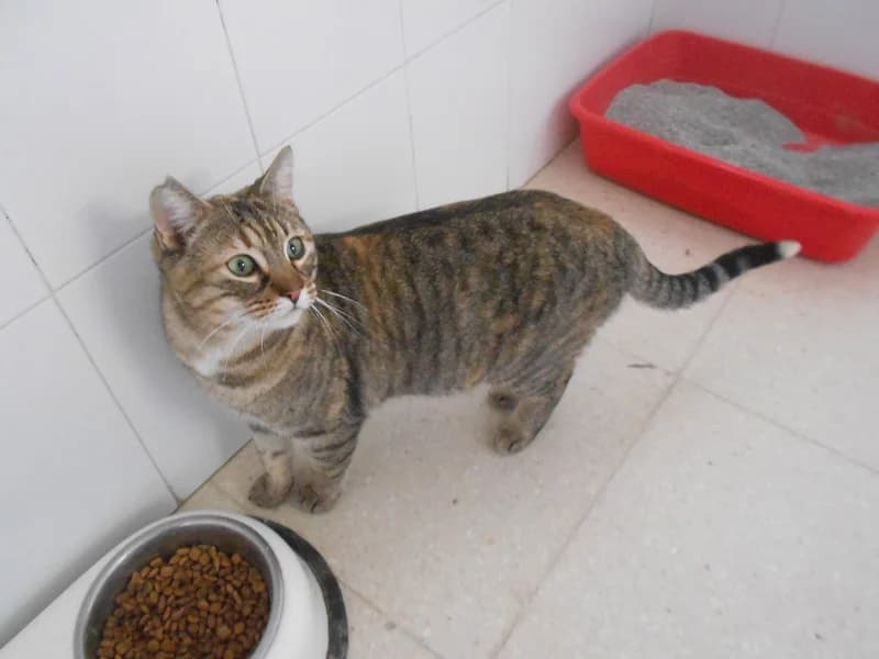 Bichita Y Mantequillo, female young Mixed Breed Cat for adoption at SPAP Madrid, Madrid