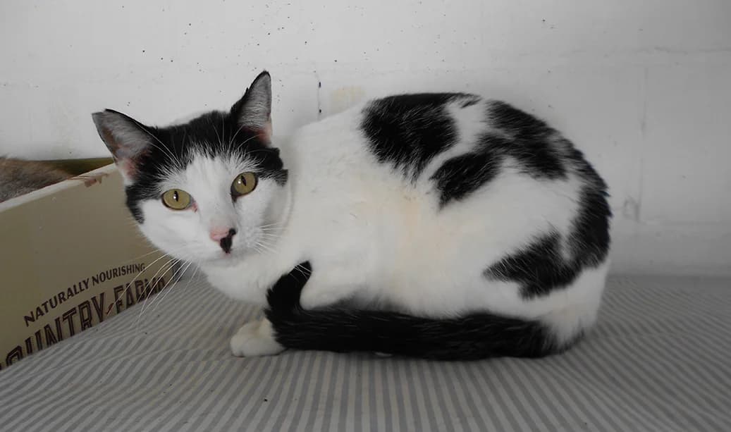 Ceño, male senior Mixed Breed Cat for adoption at SPAP Madrid, Madrid