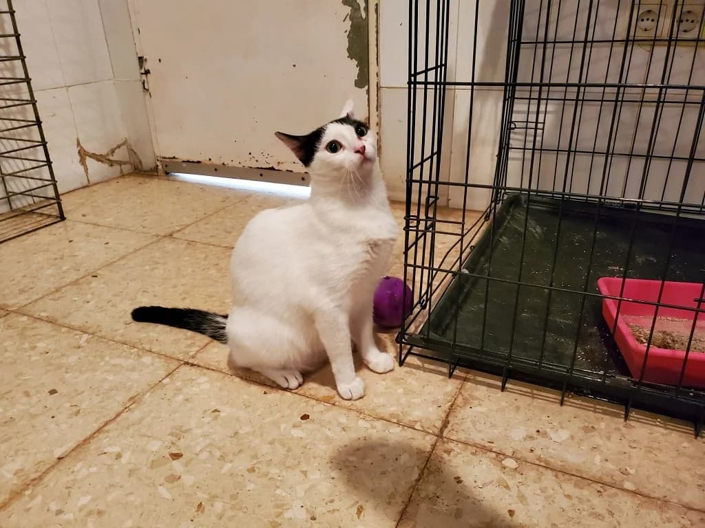 House, male 5yo European Shorthair for adoption at SPAP Madrid, Madrid
