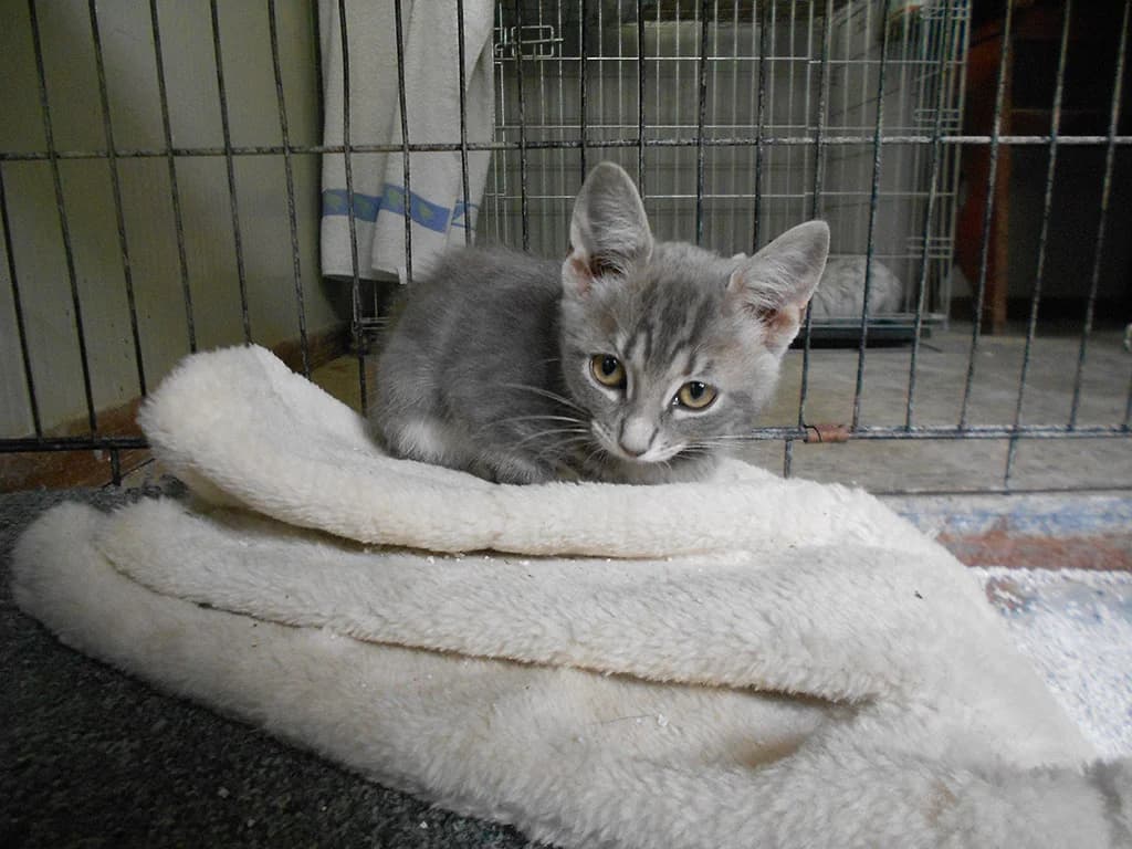 Mikel, male puppy Mixed Breed Cat for adoption at SPAP Madrid, Madrid
