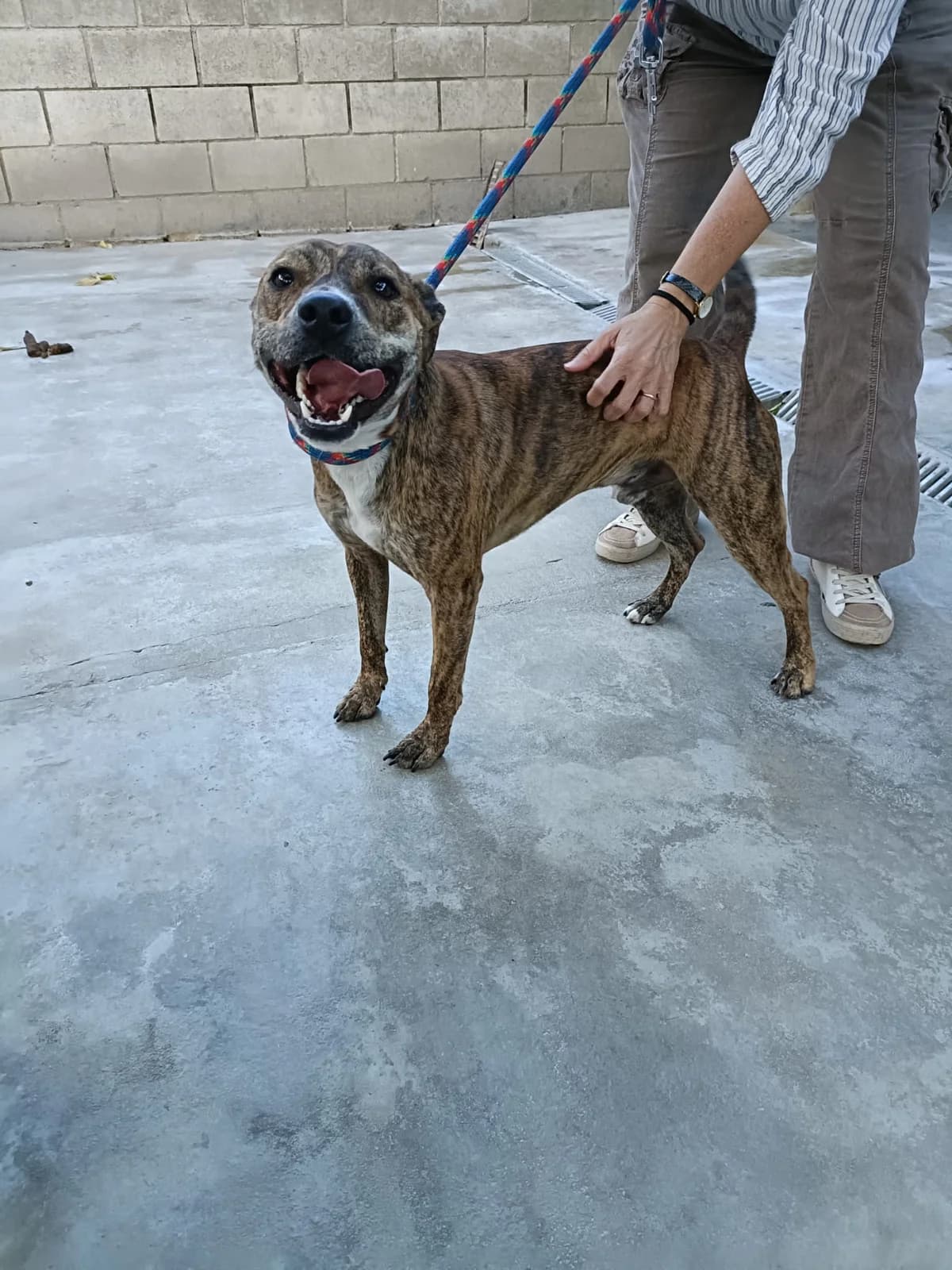 Milo, male young Mixed Breed for adoption at SPAP Madrid, Madrid