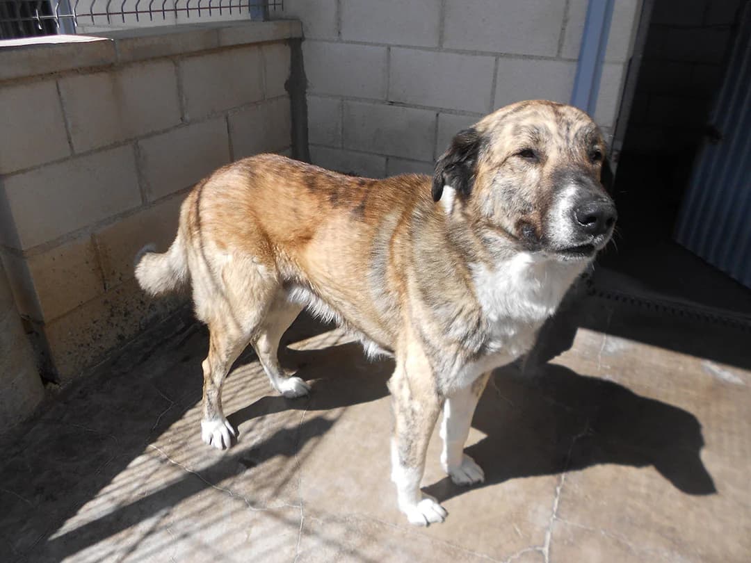 Oscar, male 6yo Spanish Mastiff for adoption at SPAP Madrid, Madrid