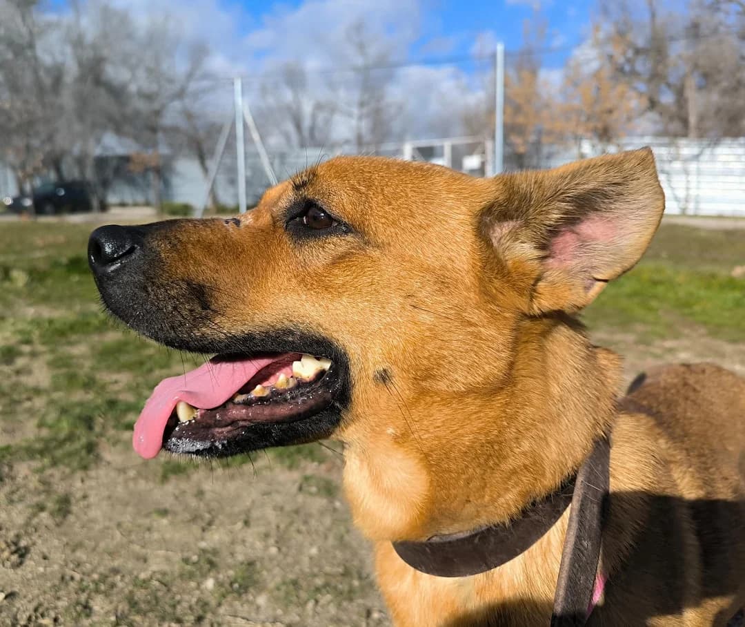 Princesa, female 4yo Mixed Breed for adoption at SPAP Madrid, Madrid