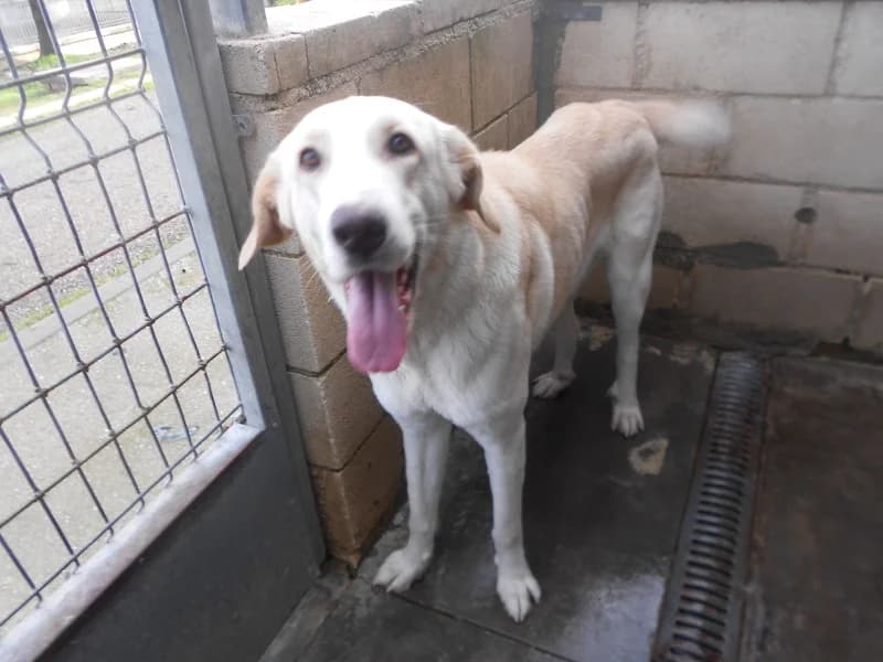 Selene, female young Spanish Mastiff for adoption at SPAP Madrid, Madrid