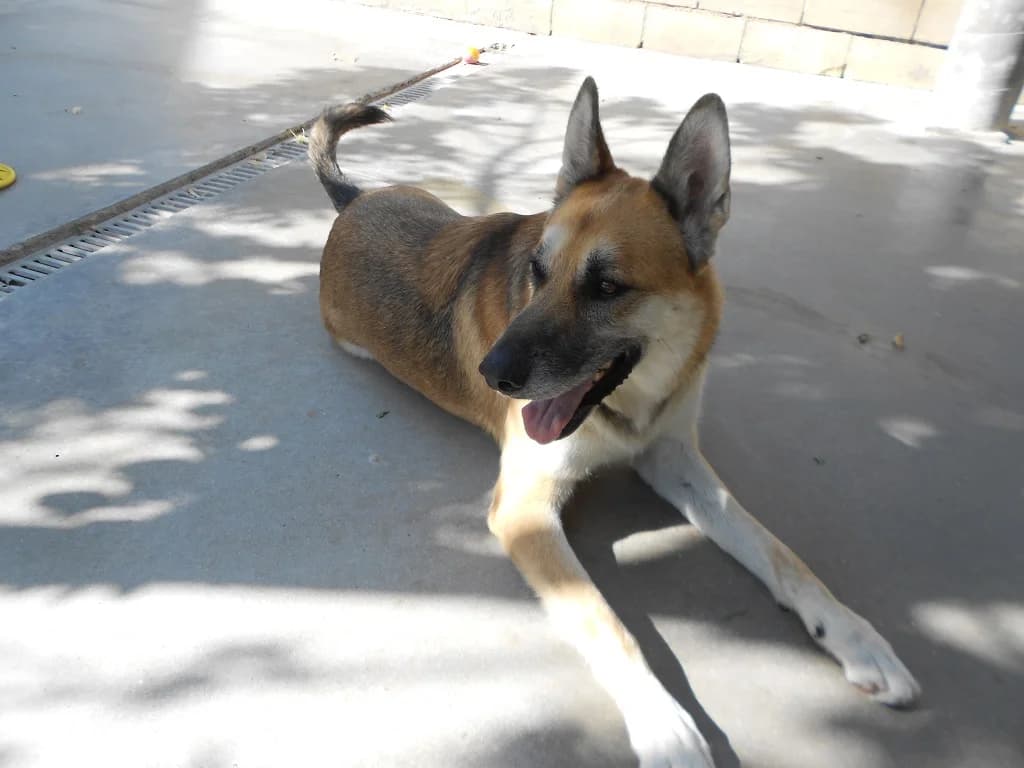 Tango, male 4yo Belgian Malinois for adoption at SPAP Madrid, Madrid