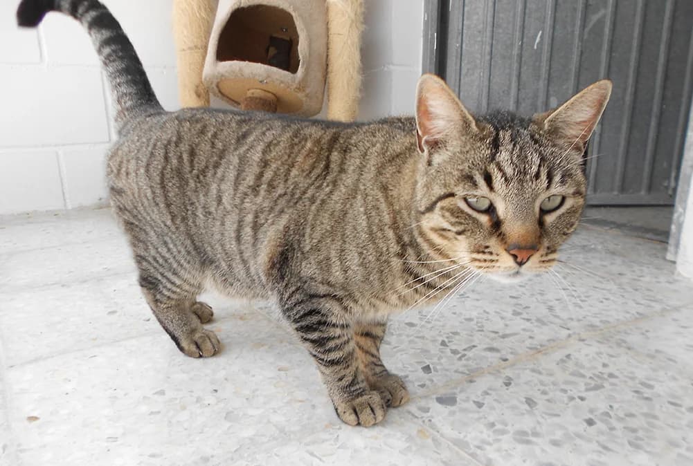 Tofu, male senior Mixed Breed Cat for adoption at SPAP Madrid, Madrid
