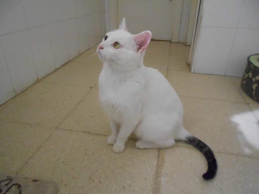 Vini, male young European Shorthair for adoption at SPAP Madrid, Madrid