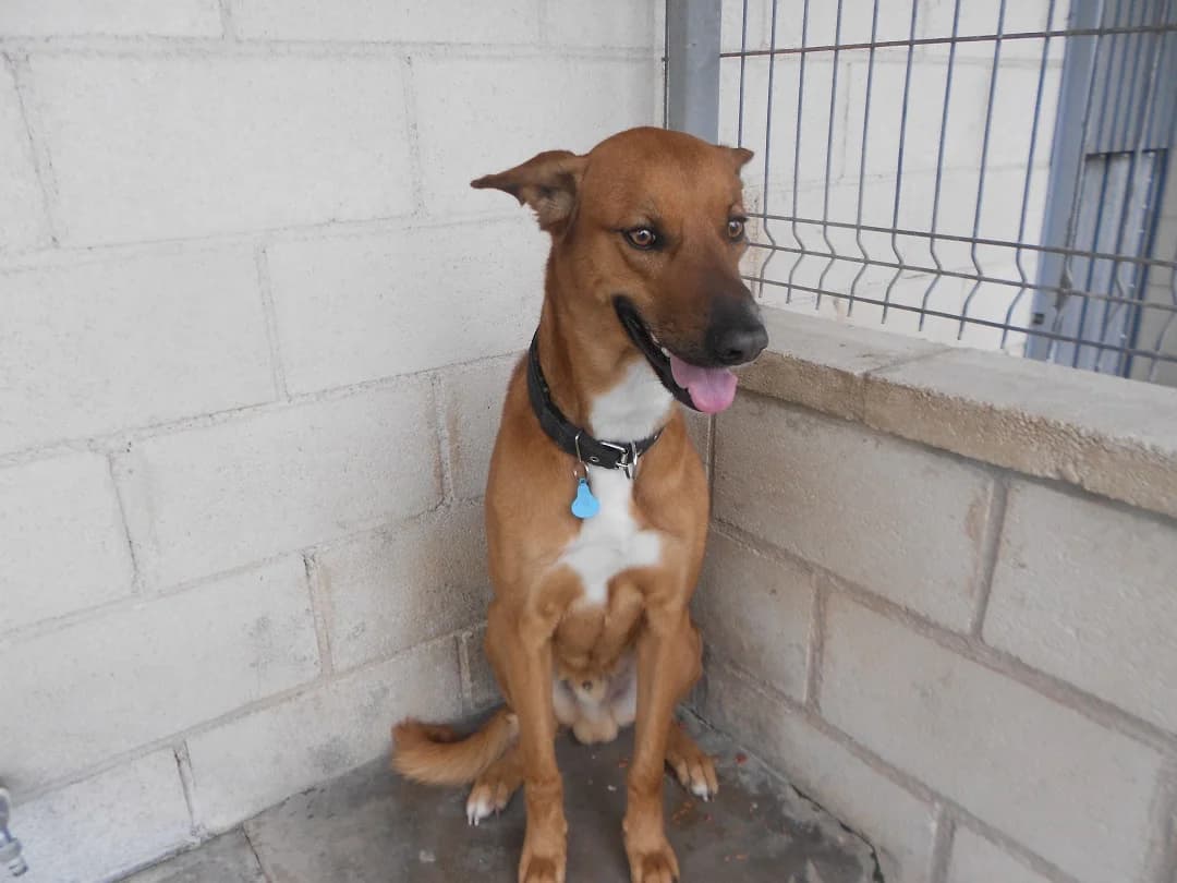 Zeus, male 5yo Mixed Breed for adoption at SPAP Madrid, Madrid