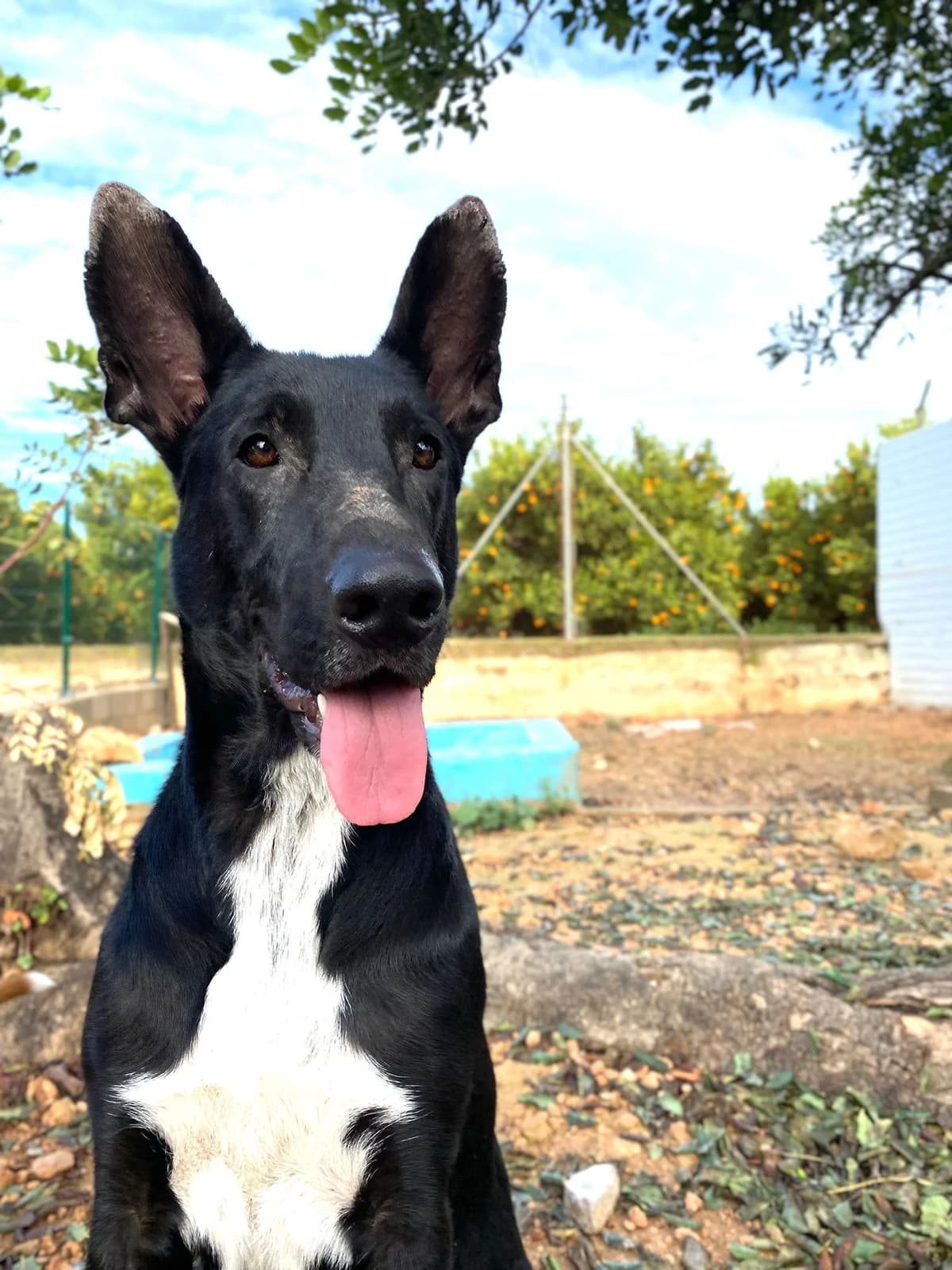 SHASA, female Mixed Breed for adoption at Protectora San Antonio Abad