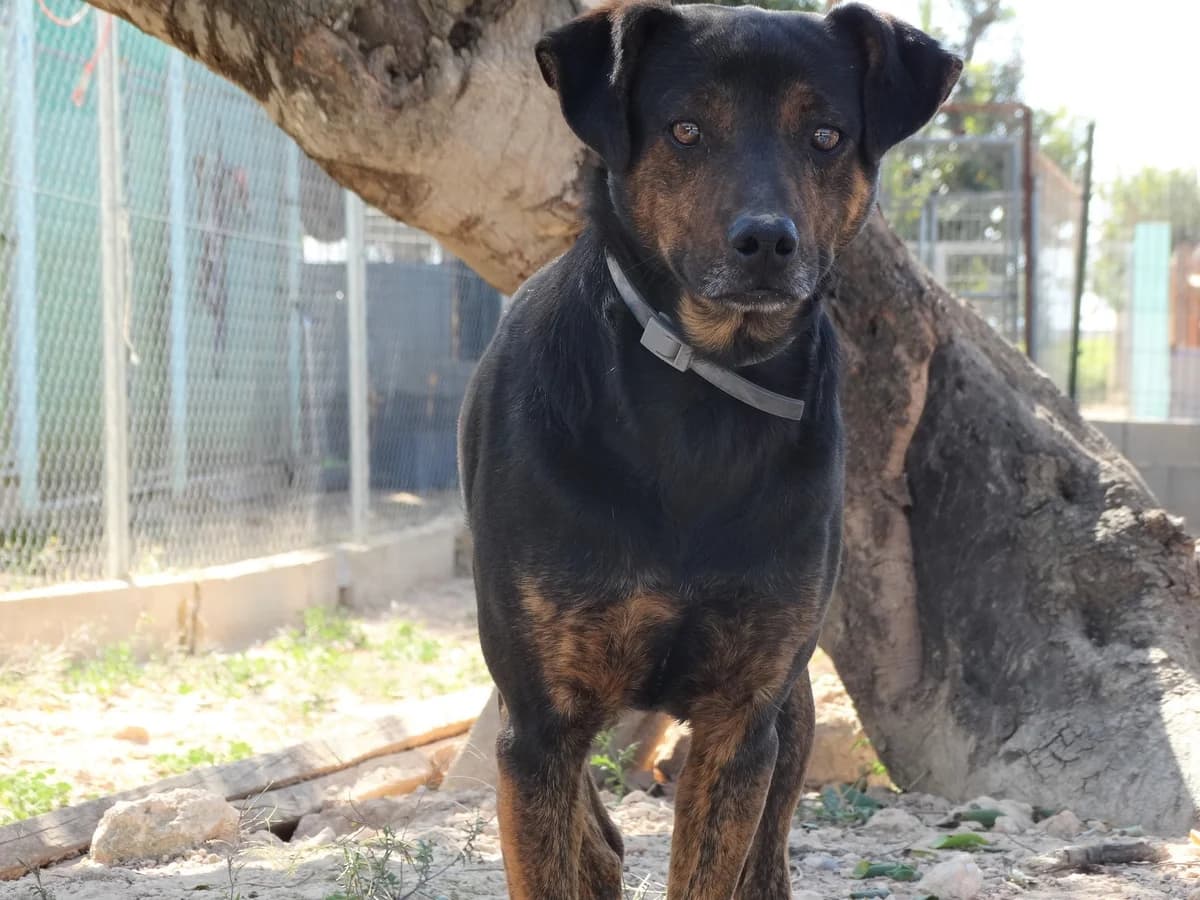 PINON, male Mixed Breed for adoption at Protectora San Antonio Abad