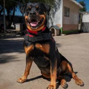 Pegaso, male 6yo Mixed Breed for adoption at SVPAP Valencia, Valencia