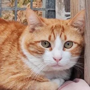 Tigre, male 5yo Mixed Breed for adoption at SVPAP Valencia, Valencia