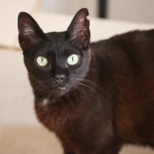 Abba, female senior Mixed Breed for adoption at SVPAP Valencia, Valencia