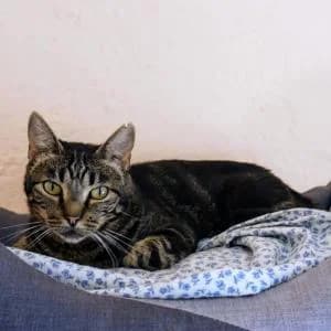 Lulu, female senior Mixed Breed for adoption at SVPAP Valencia, Valencia
