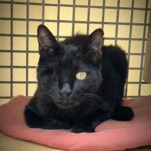 Dune, male 6yo Mixed Breed for adoption at SVPAP Valencia, Valencia