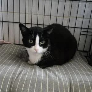 Betty, female 5yo Mixed Breed for adoption at SVPAP Valencia, Valencia
