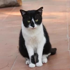Muffy, male 6yo Mixed Breed for adoption at SVPAP Valencia, Valencia