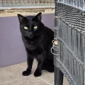 Negrete, male 3yo Mixed Breed for adoption at SVPAP Valencia, Valencia