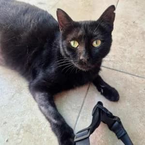 Piko, male senior Mixed Breed for adoption at SVPAP Valencia, Valencia