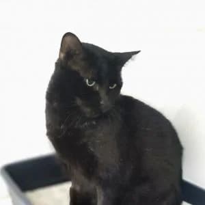 Yayita, female senior Mixed Breed for adoption at SVPAP Valencia, Valencia