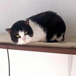 Gerundio, male senior Mixed Breed for adoption at SVPAP Valencia, Valencia