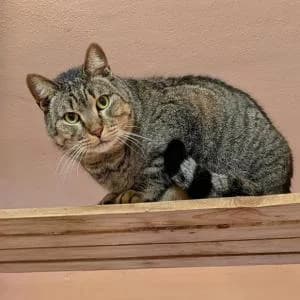 If, female 5yo Mixed Breed for adoption at SVPAP Valencia, Valencia