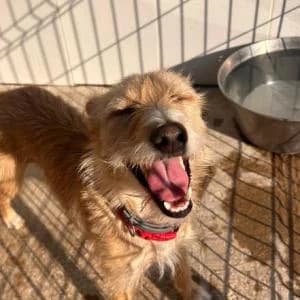 Peny, female 3yo Mixed Breed for adoption at SVPAP Valencia, Valencia