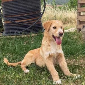 Lucky, male puppy Mixed Breed for adoption at SVPAP Valencia, Valencia