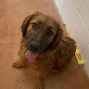 Helion, male puppy Mixed Breed for adoption at SVPAP Valencia, Valencia