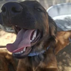 Turrón, male puppy Mixed Breed for adoption at SVPAP Valencia, Valencia