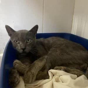 Ares, male 3yo Mixed Breed for adoption at SVPAP Valencia, Valencia