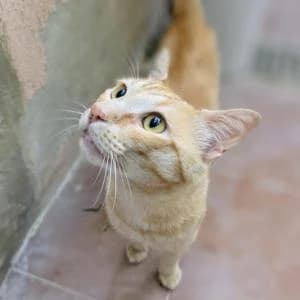Garfield, male young Mixed Breed for adoption at SVPAP Valencia, Valencia