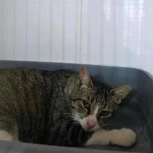 Emer, female 5yo Mixed Breed for adoption at SVPAP Valencia, Valencia