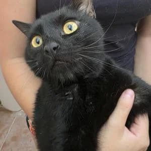 Henry, male 3yo Mixed Breed for adoption at SVPAP Valencia, Valencia