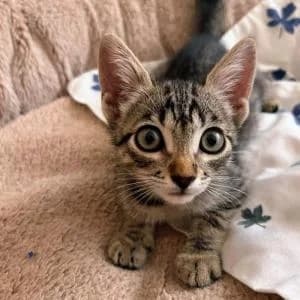 Daisy, female Mixed Breed for adoption at SVPAP Valencia, Valencia