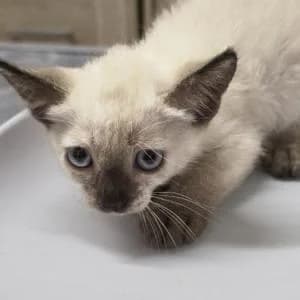 Nutella, female Mixed Breed for adoption at SVPAP Valencia, Valencia