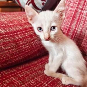 Nena, female Mixed Breed for adoption at SVPAP Valencia, Valencia