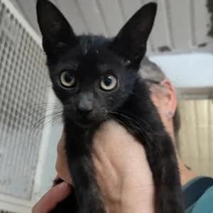 Chip, male Mixed Breed for adoption at SVPAP Valencia, Valencia