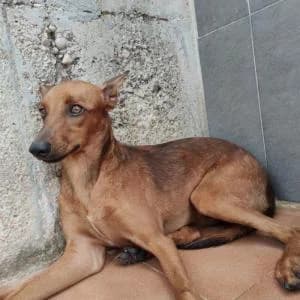 Kerchak, male puppy Mixed Breed for adoption at SVPAP Valencia, Valencia