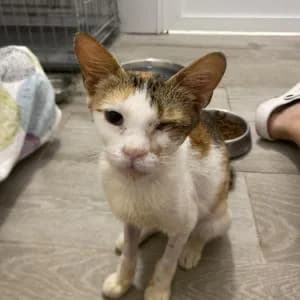 Merluza, female young Mixed Breed for adoption at SVPAP Valencia, Valencia
