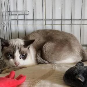 Luna, female 7yo Mixed Breed for adoption at SVPAP Valencia, Valencia
