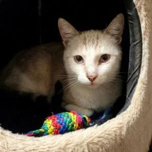 Toga, male senior Mixed Breed for adoption at SVPAP Valencia, Valencia