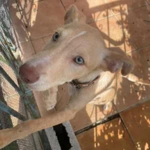 Cacao, male puppy Mixed Breed for adoption at SVPAP Valencia, Valencia